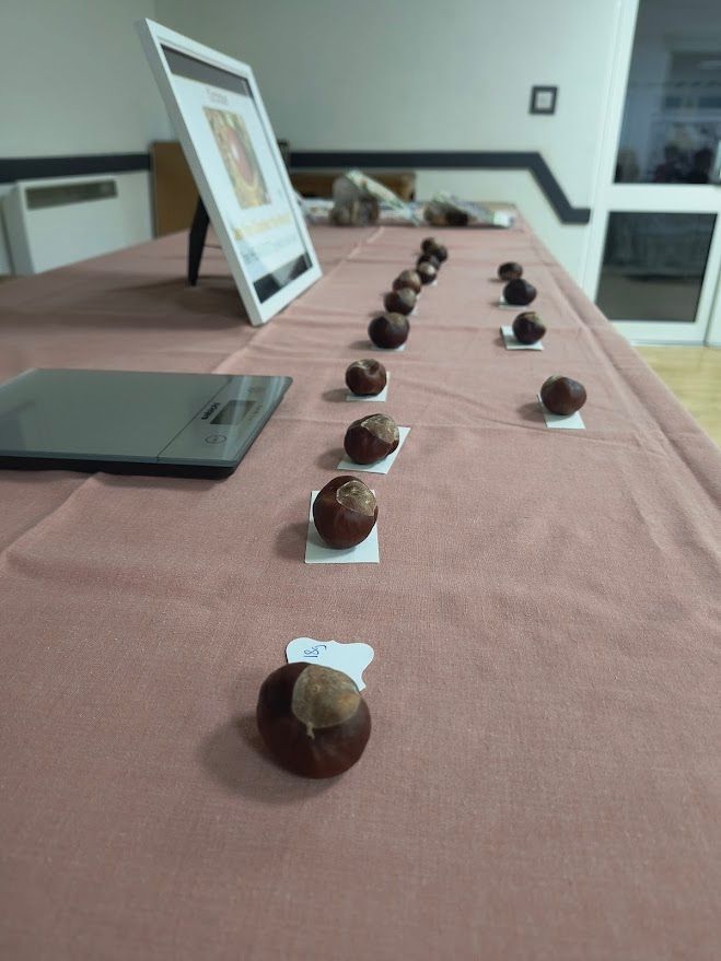 photo shows a row of conkers and a set of digital scales
