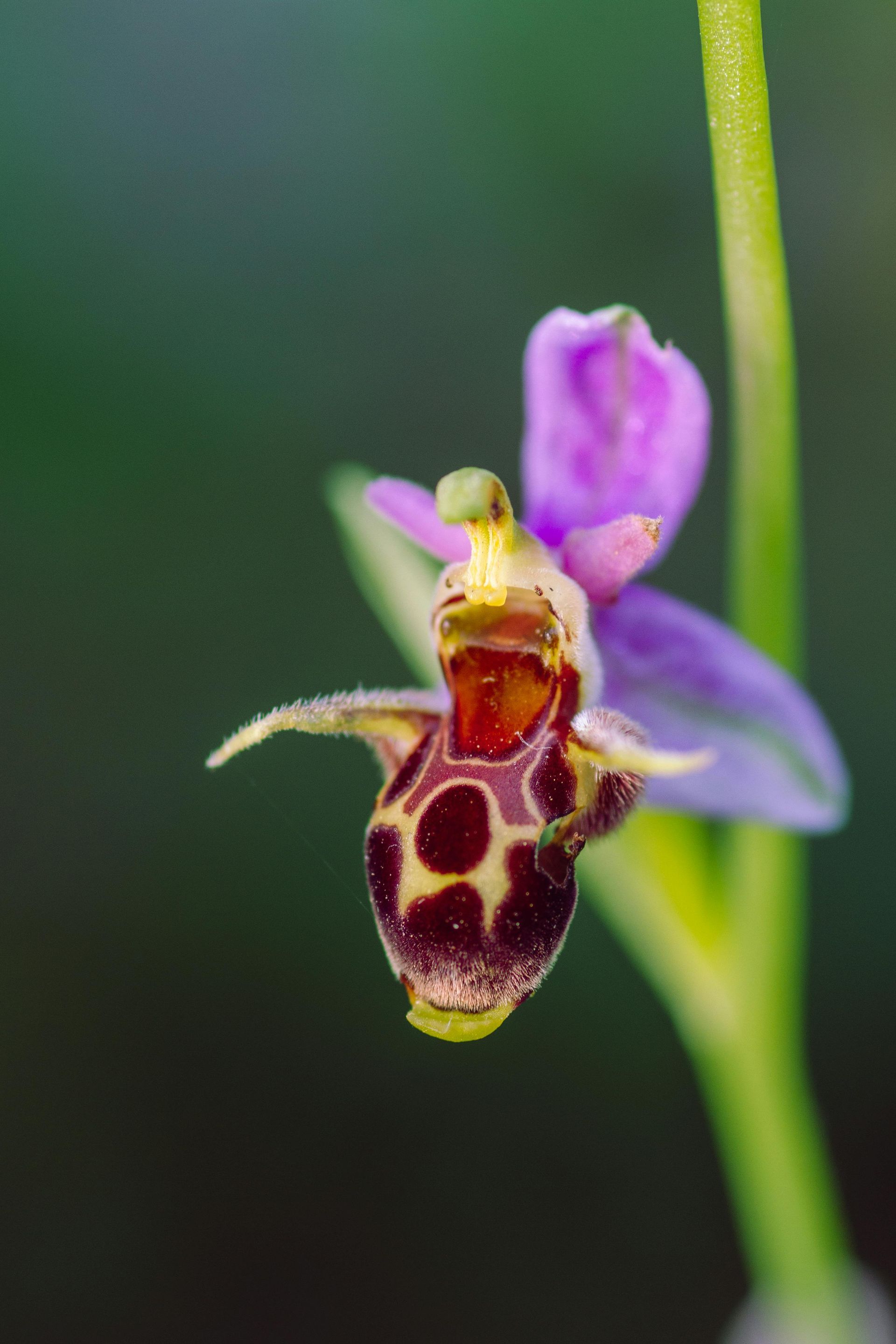 photo show wars graves in a landscaped setting