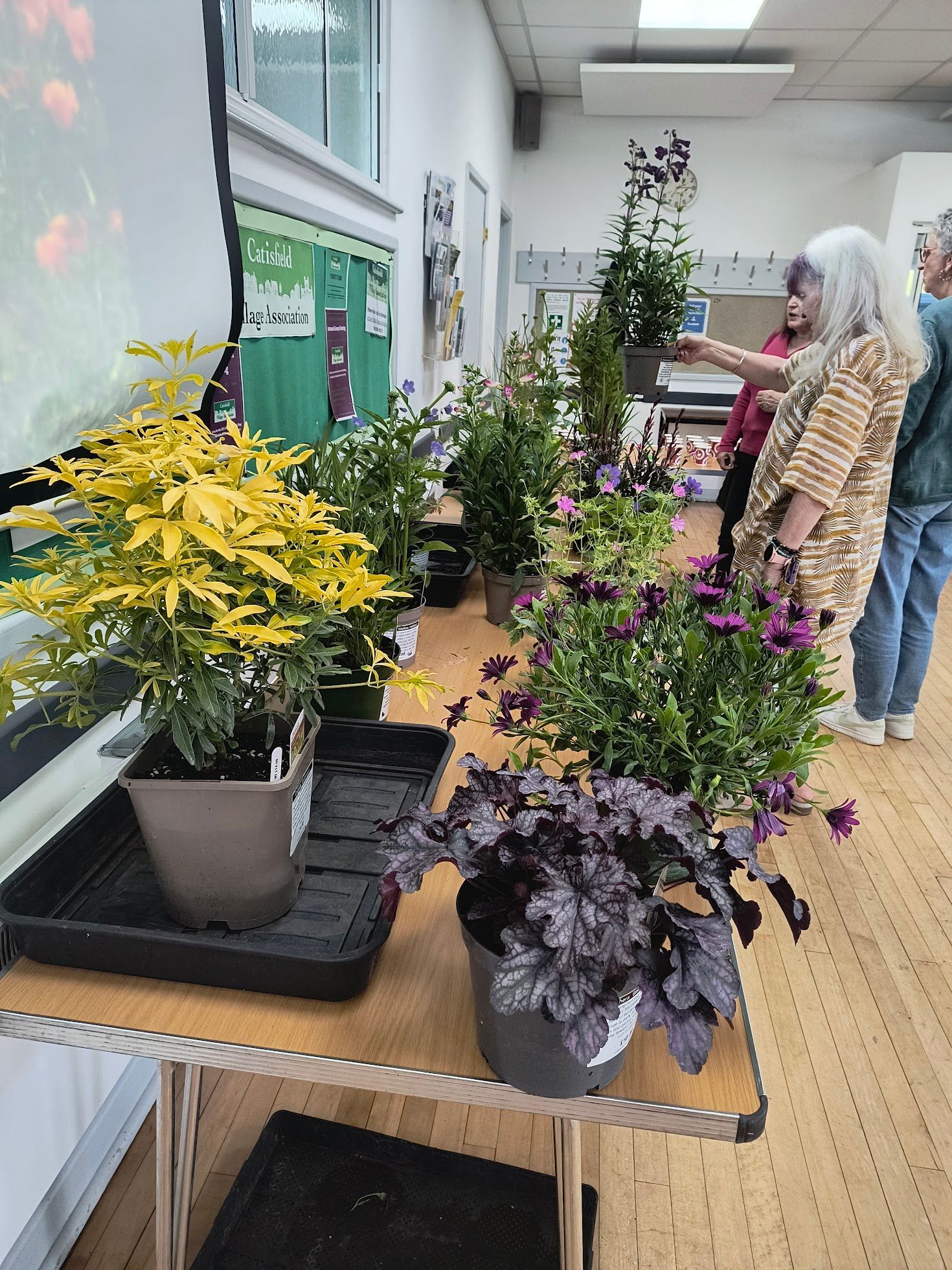 The tables of plants which Martin brought along to sell