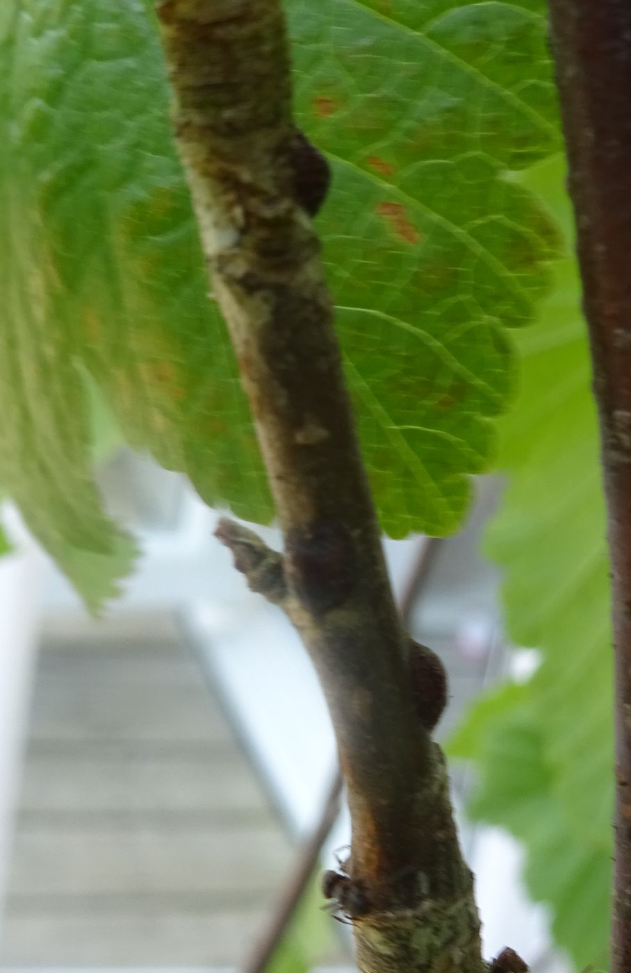 Photo shows stems of lavender 