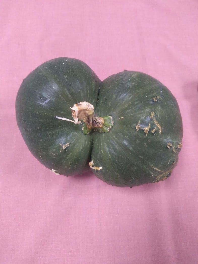 Photo of a double, green squash bearing a resemblance to a pair of buttocks