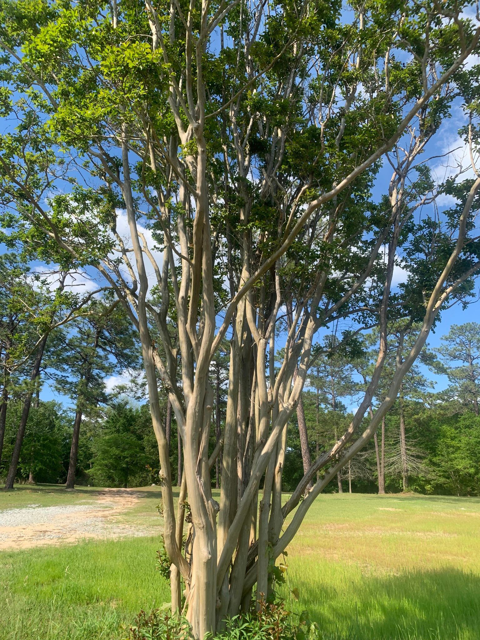 Crape myrtle tree with multiple trunks and light-colored bark, in a grassy field with a blue sky.