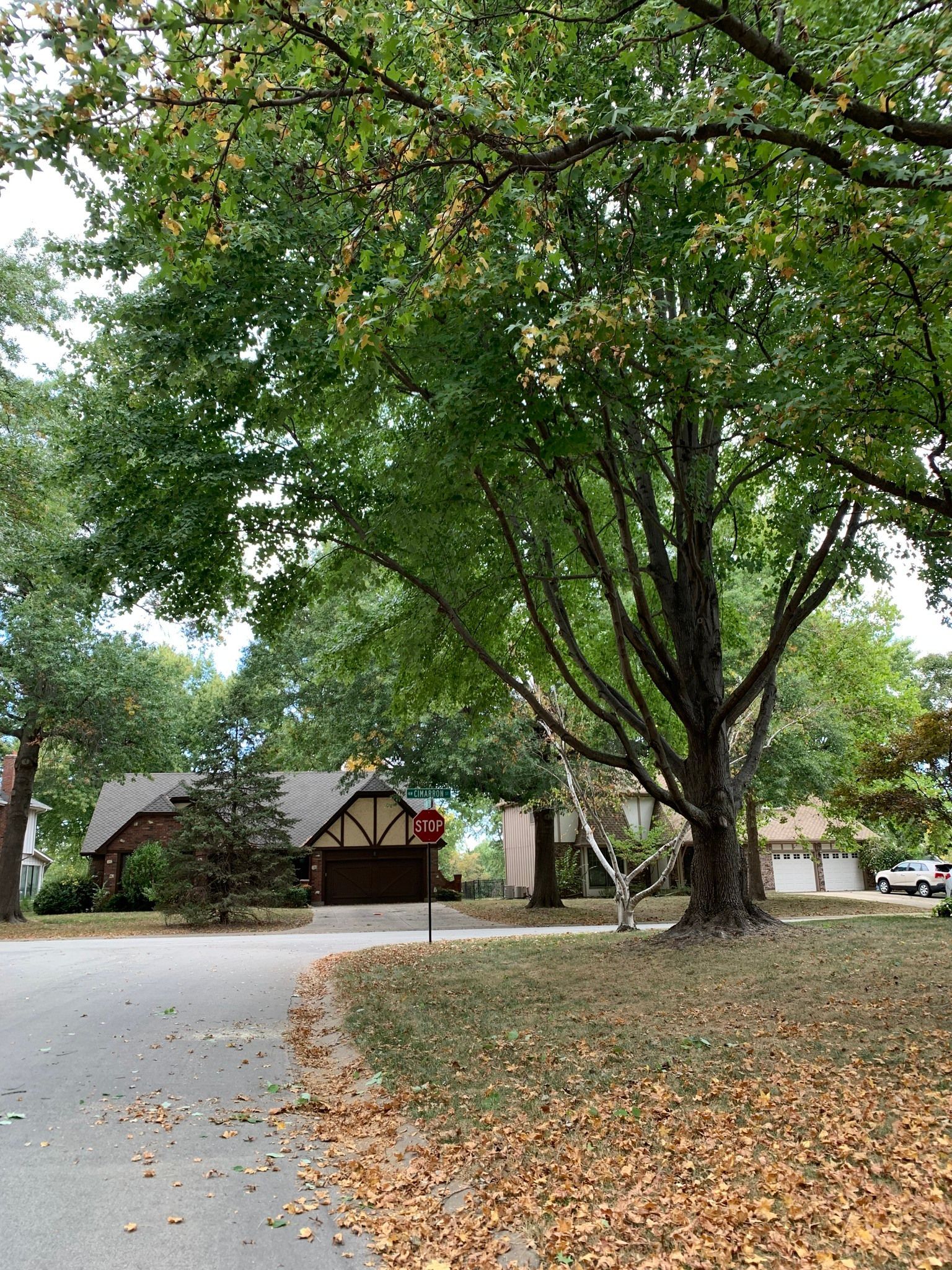 A tree-lined residential street with homes and fallen leaves.
