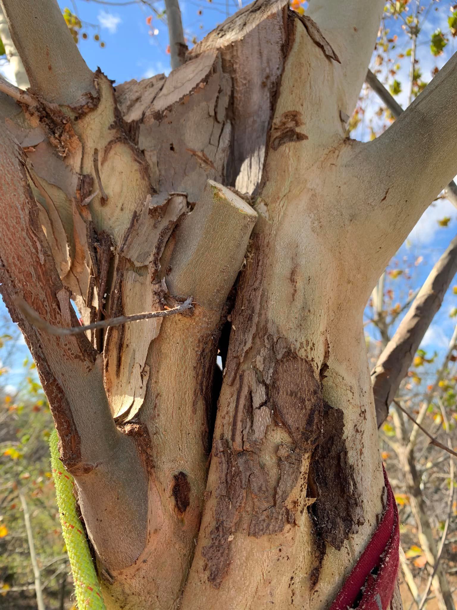 Close-up of a sycamore tree trunk with peeling bark and a pruned branch.