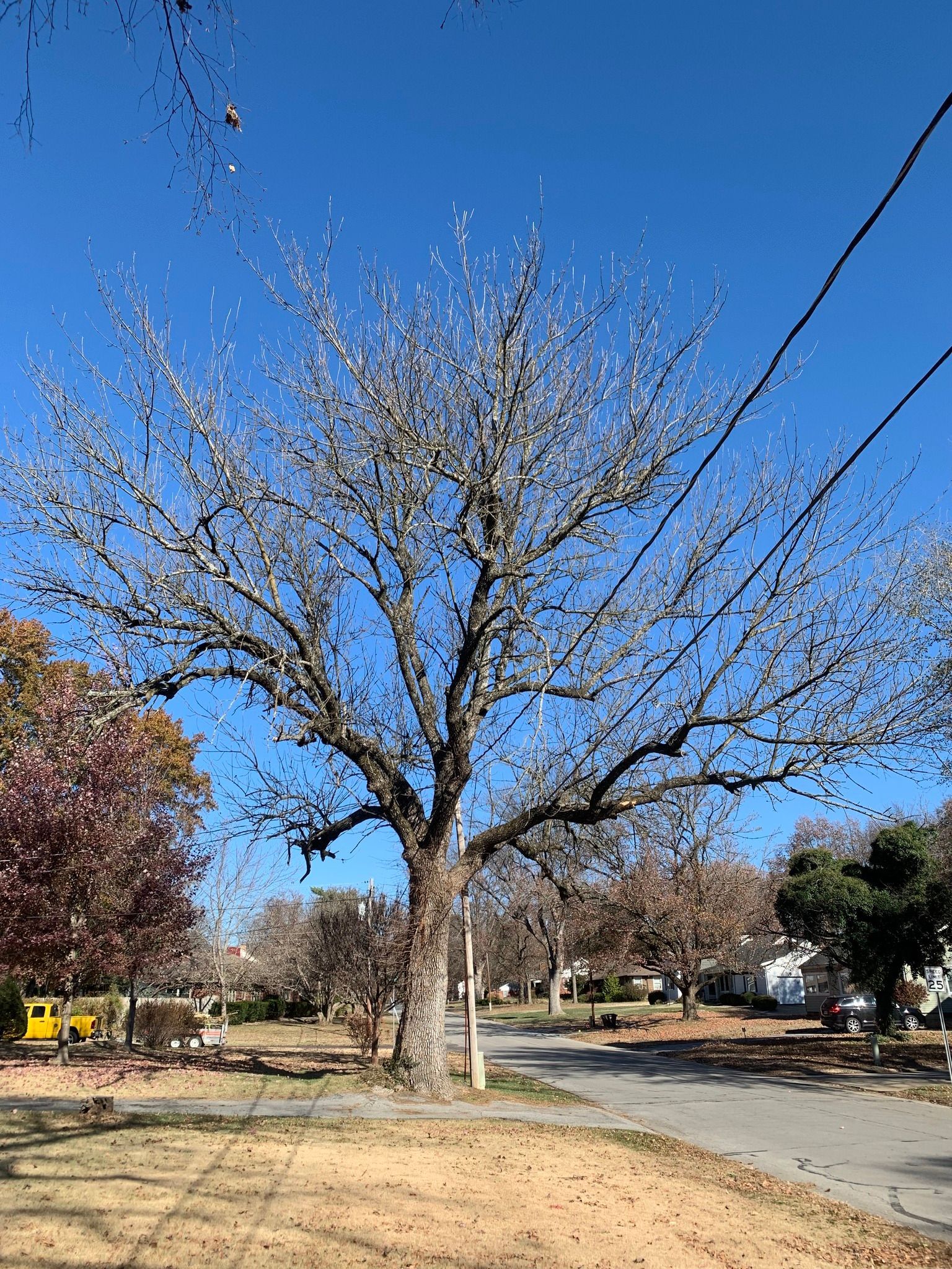 Tree with delicate white blossoms against a bright blue sky, with power lines visible.
