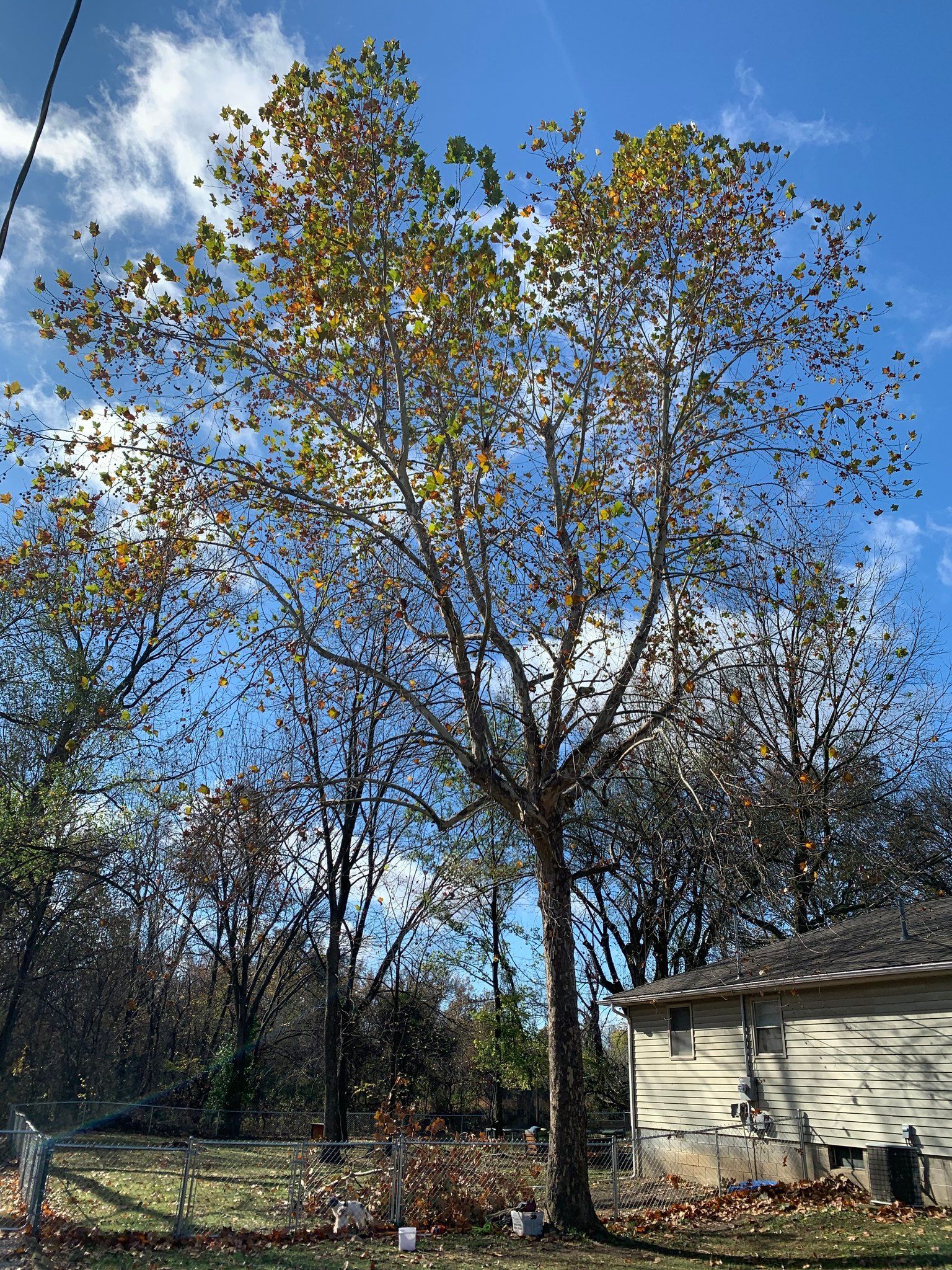Tall tree with yellowing leaves against a blue sky, beside a small house and fence.