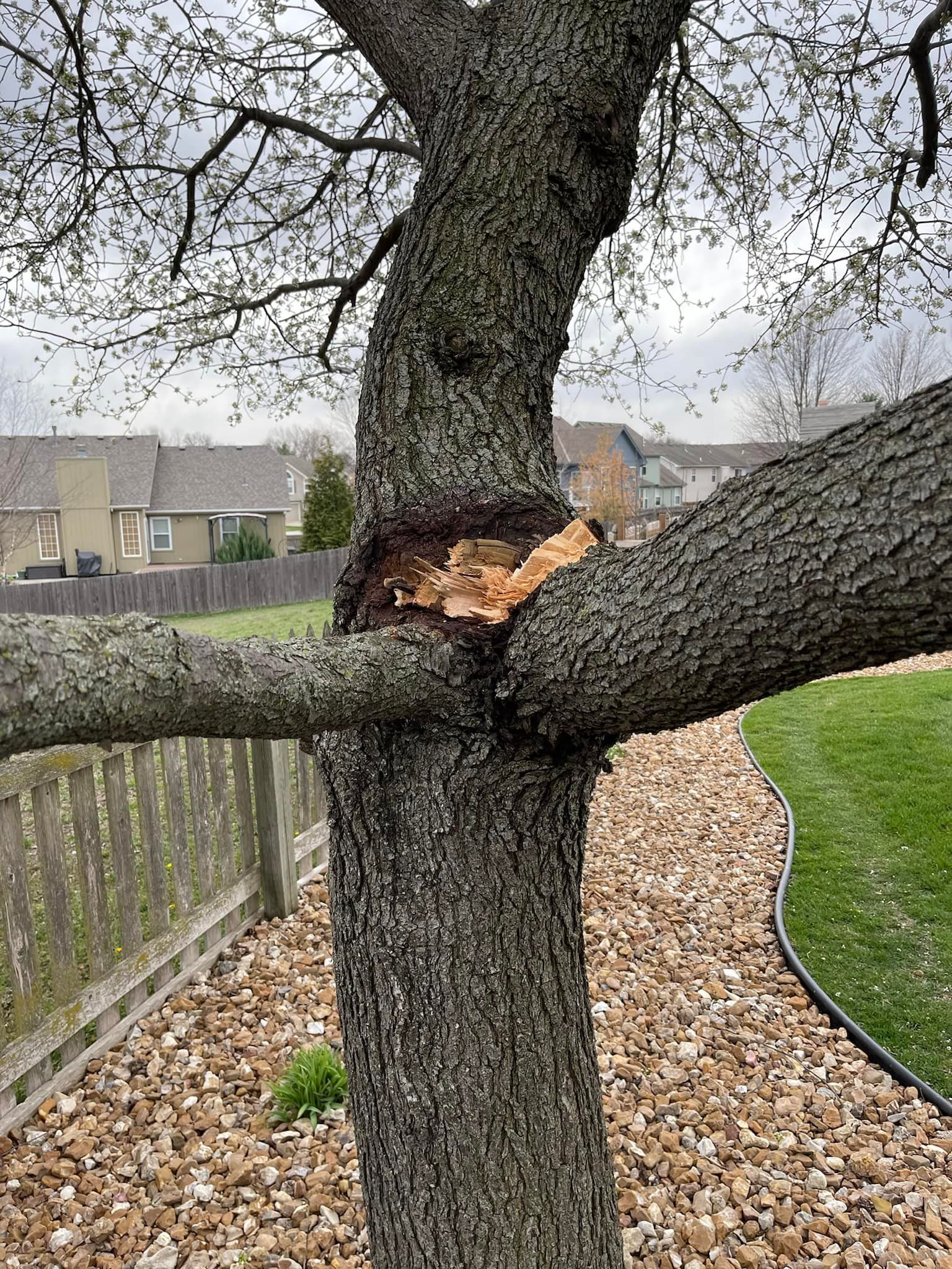 Damaged tree trunk with a broken branch, set in a backyard with a fence and landscaping.