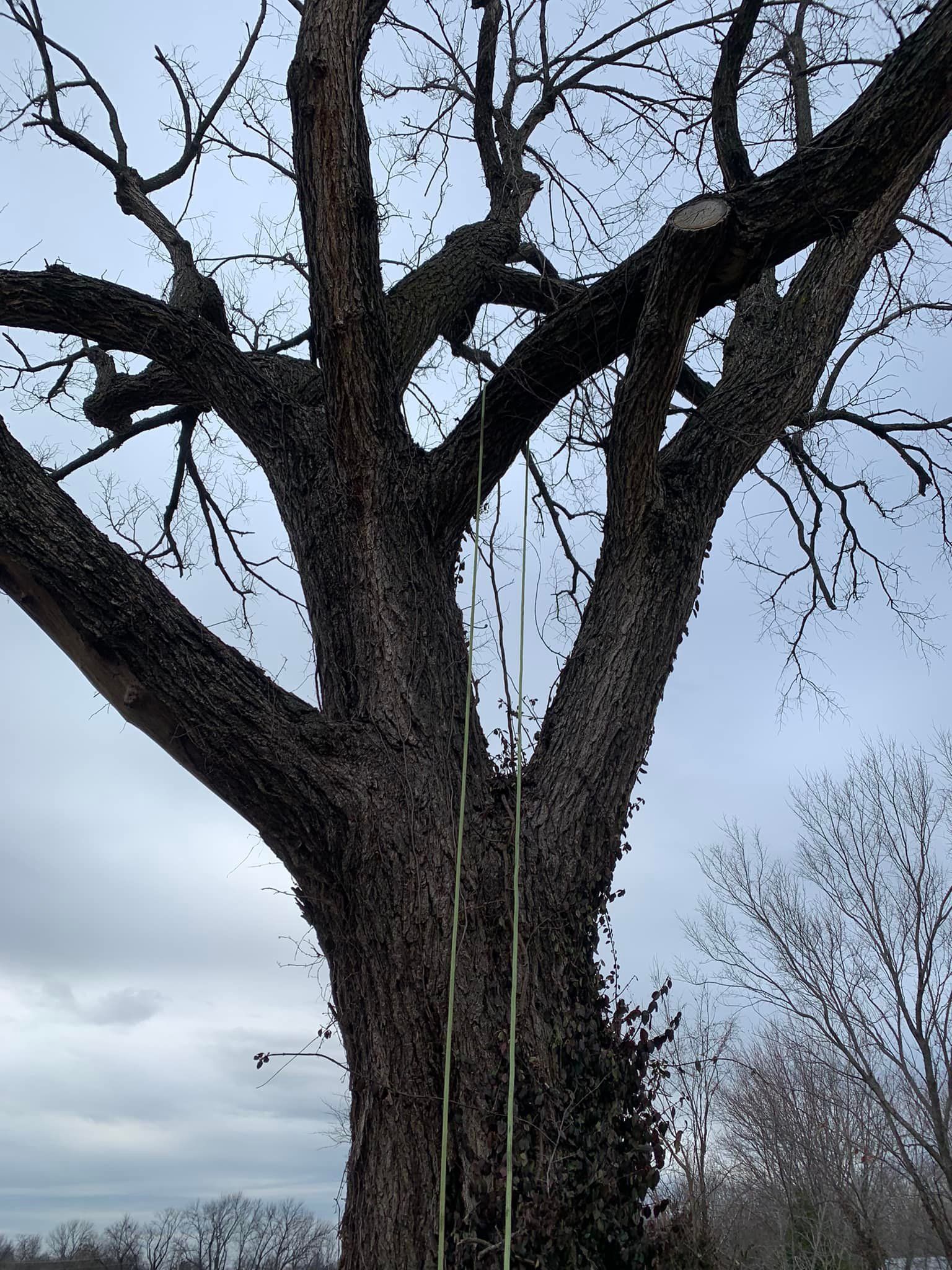 Large tree with dark, textured bark against a cloudy sky. Two thin cords hang from branches.