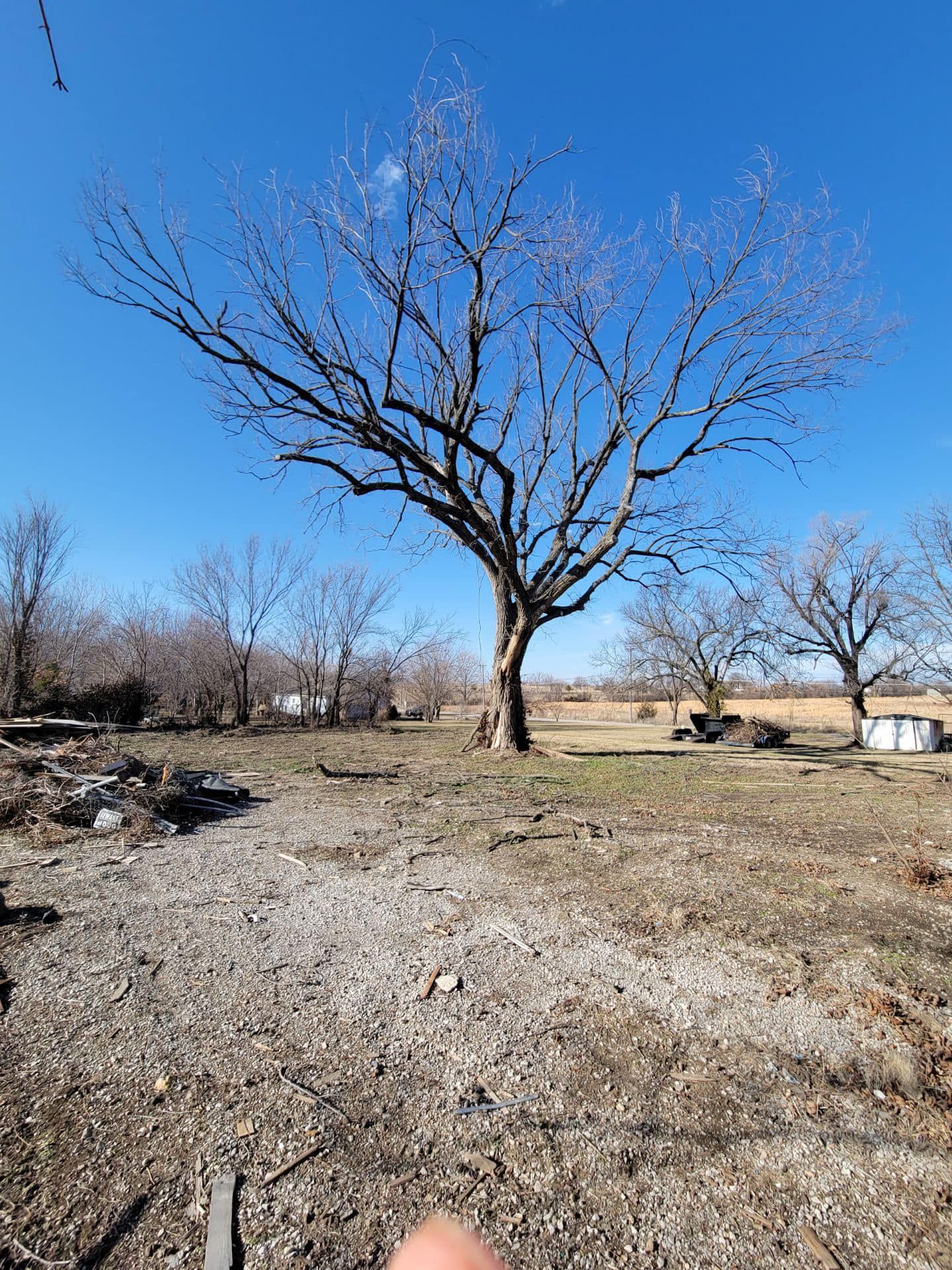 Bare tree in a field on a sunny day. Other trees and small buildings in the distance. Blue sky.
