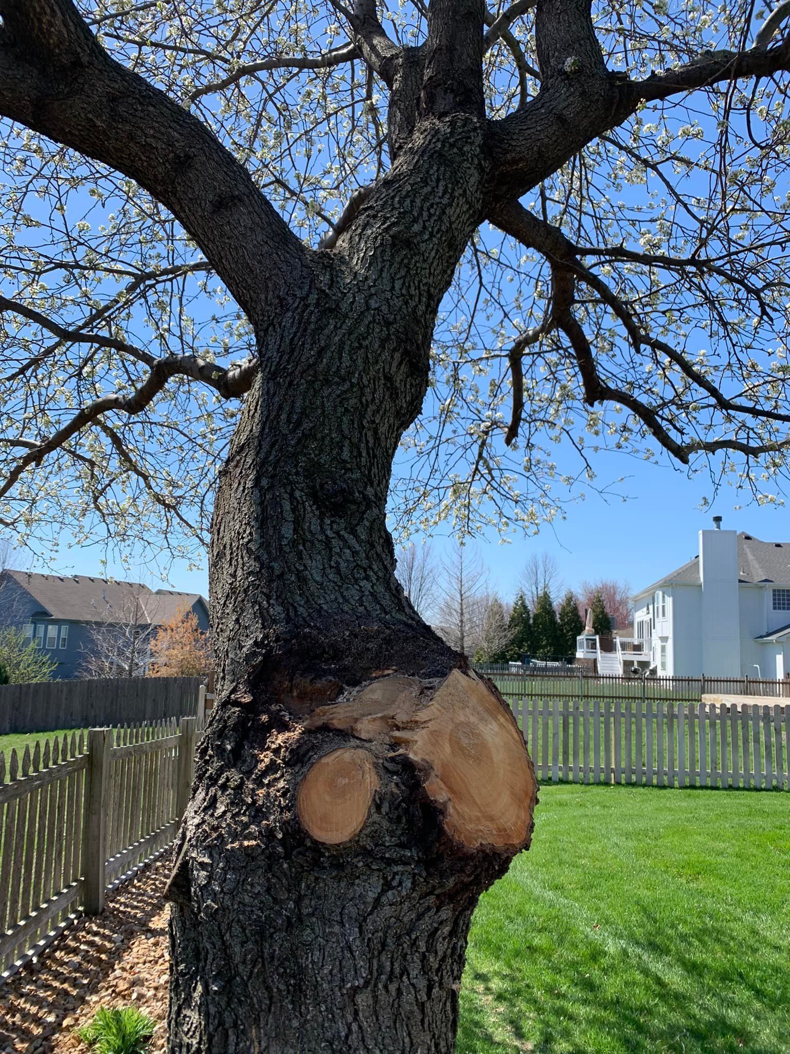 Twisted tree trunk with a large pruned branch; green grass, fences, and houses in the background.