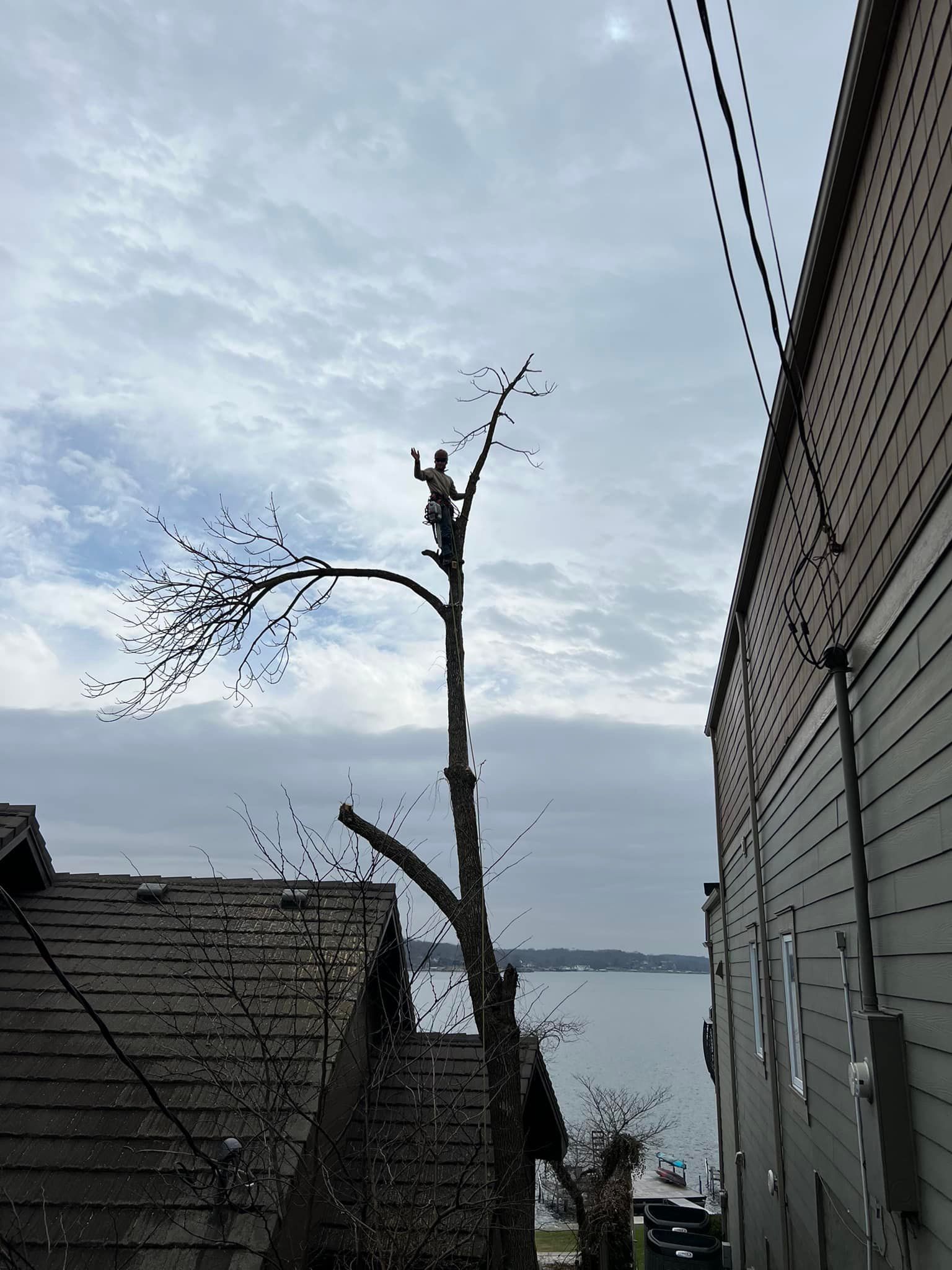 Man atop a tree trimming branches near power lines, adjacent to a building and lake, overcast sky.
