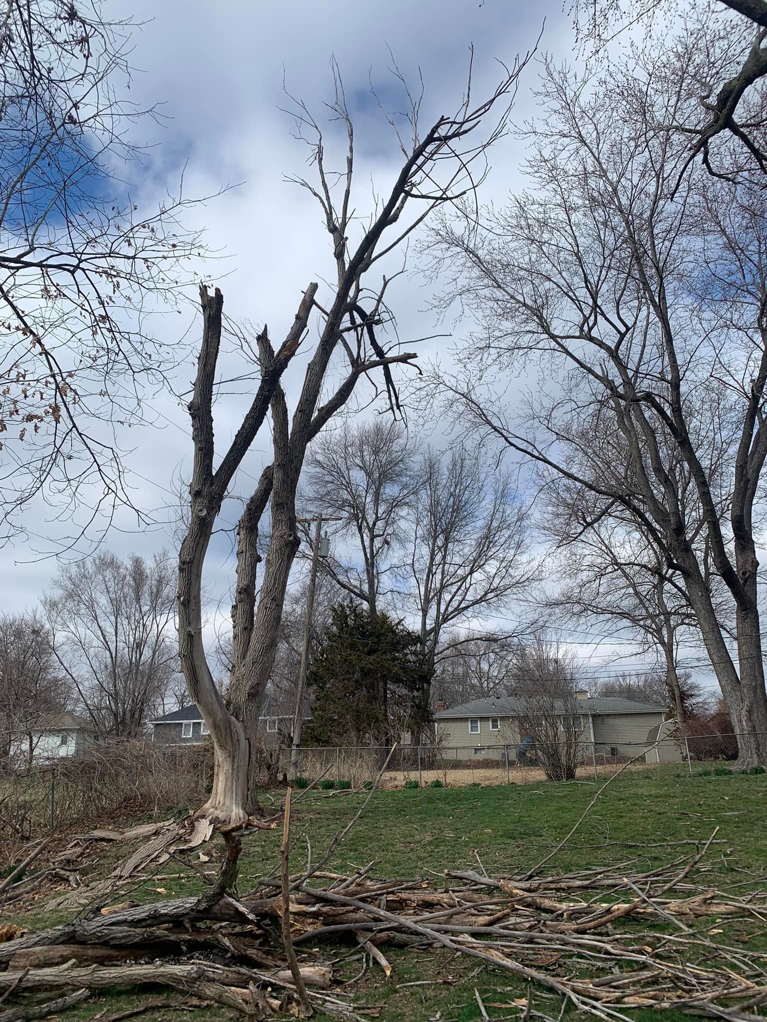 Bare tree pruned with branches on ground, cloudy sky in background.