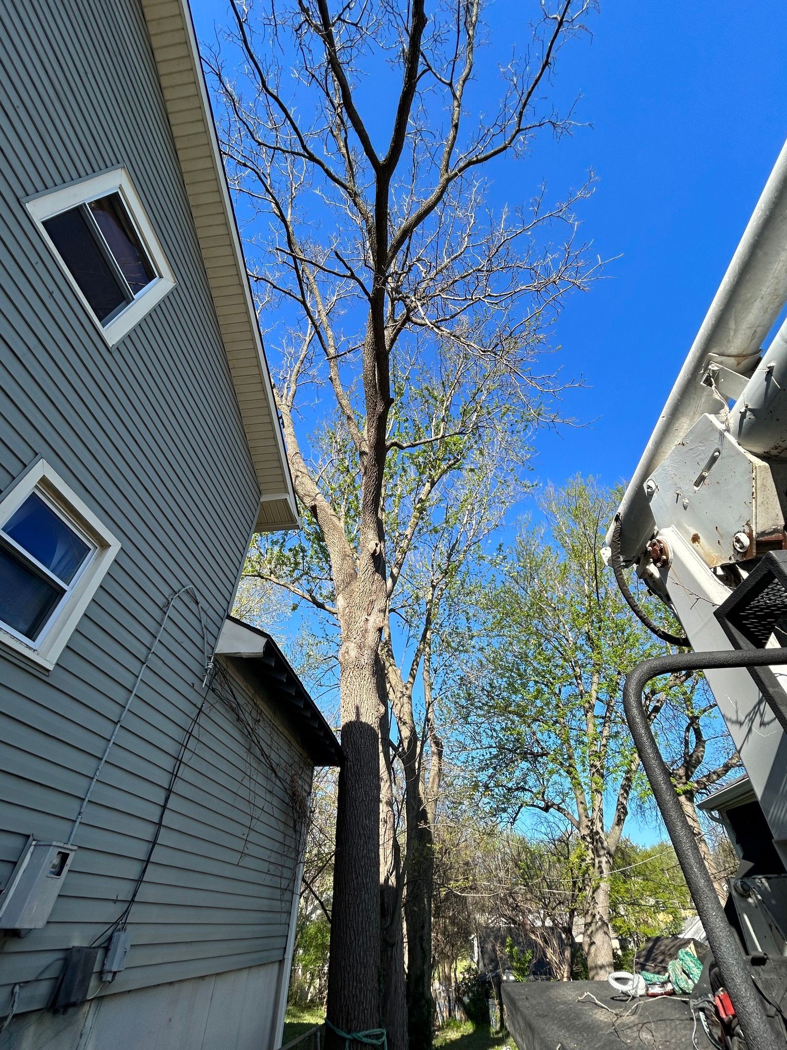 Tall tree next to a house under a clear, blue sky. A lift is partially visible on the right.