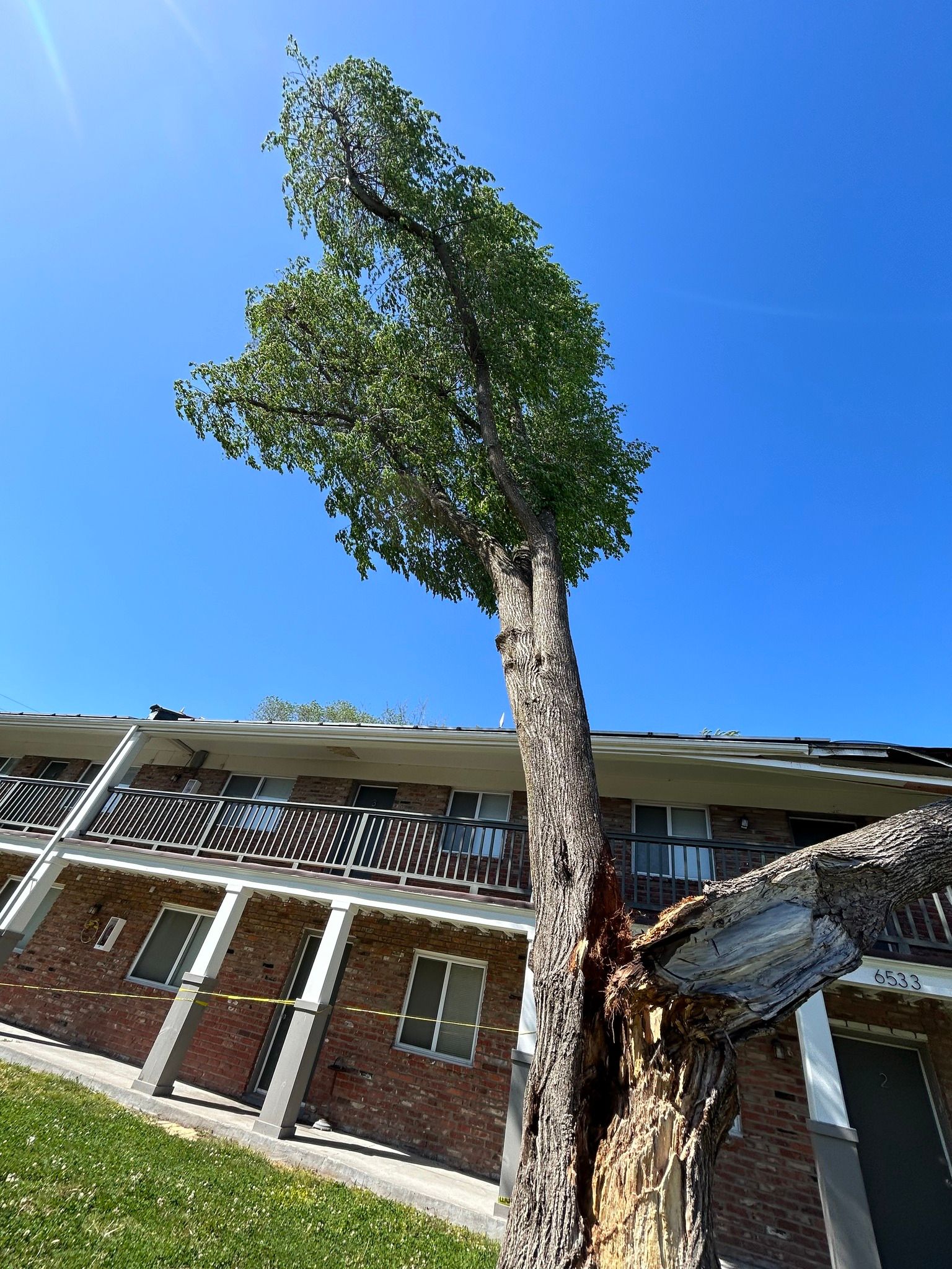 Tall tree growing next to a brick building. Bright blue sky.