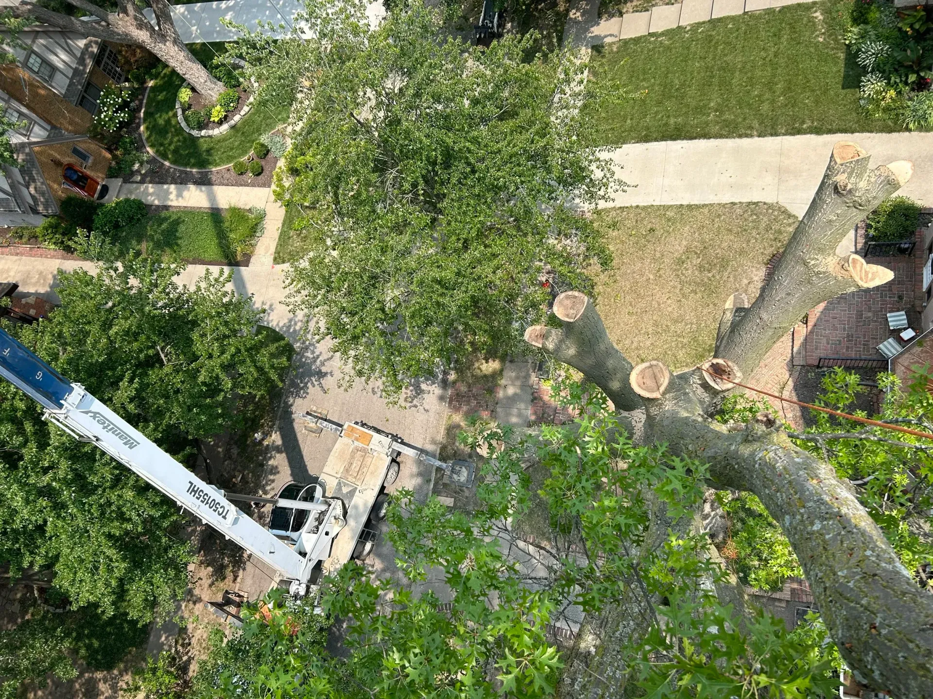 An aerial view shows tree trimming, a lift in use, and cut branches on the ground.