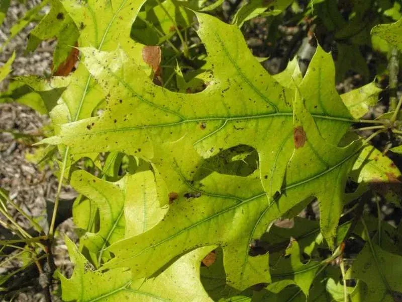 Close-up of green, lobed oak leaves with yellowing and brown spots.