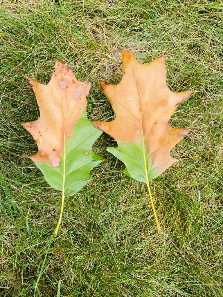 Two oak leaves on green grass: one leaf green, the other half brown.
