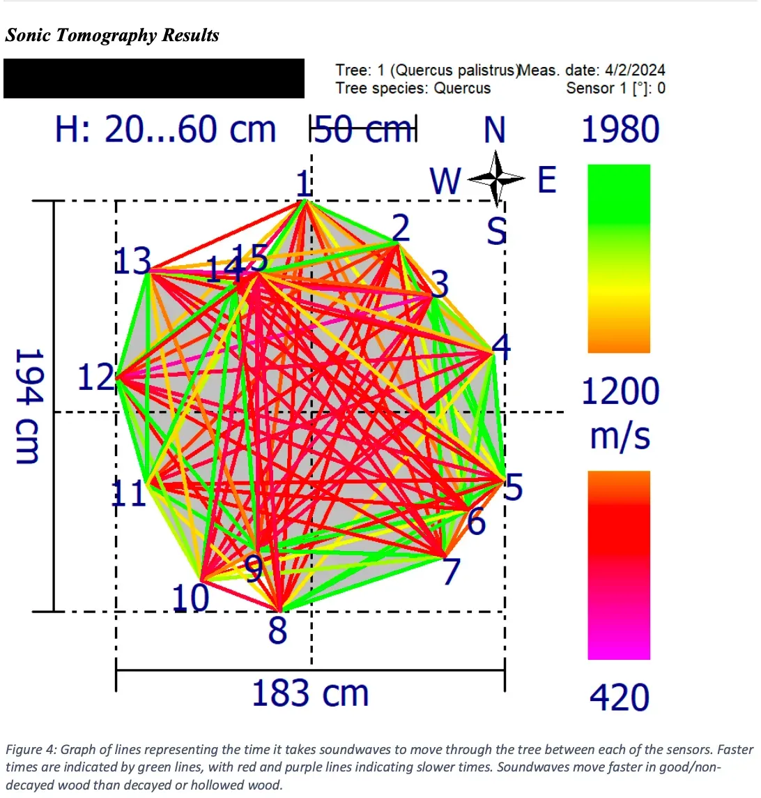 Diagram of a tree's cross-section, displaying sonic tomography results. Color-coded velocity map; red indicates slow, green fast.