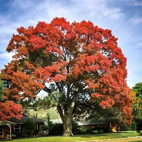 Large tree with vibrant red leaves in front of a house, under a blue sky.
