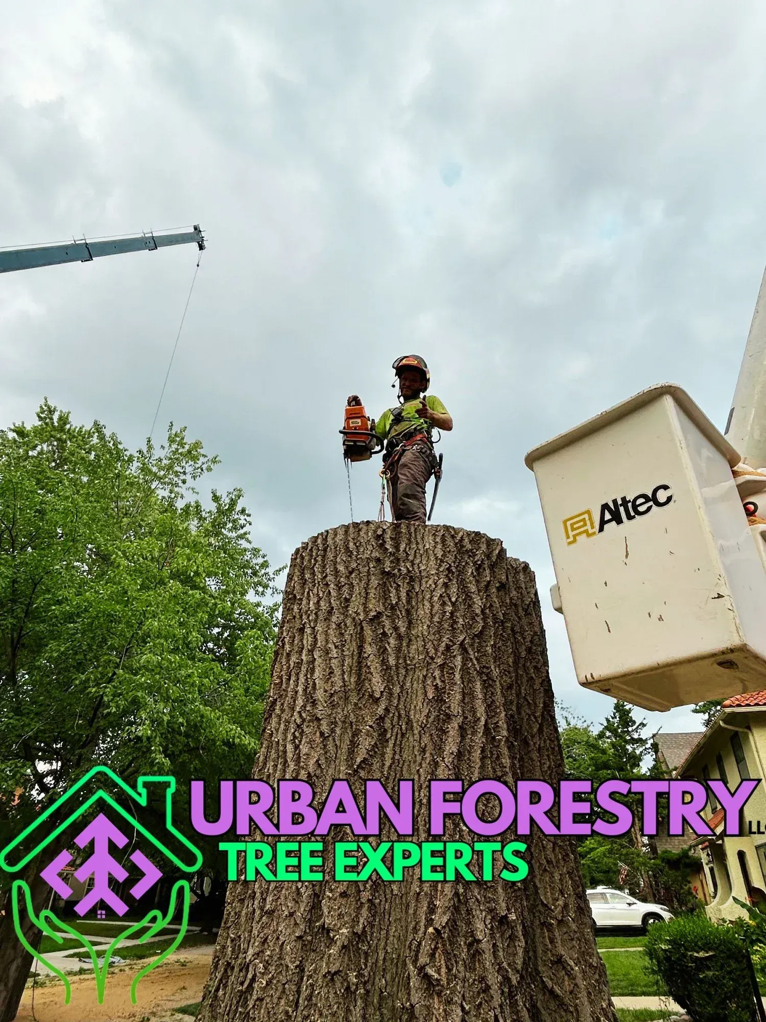 Arborist atop large tree trunk, using chainsaw. Lift bucket nearby, crane in background. 