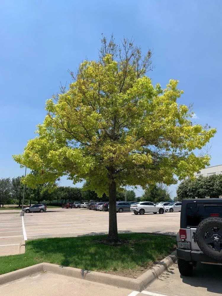 Tree with green and yellow leaves in a parking lot on a sunny day.