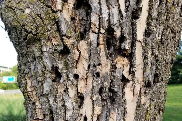 Tree trunk with multiple holes and areas of missing bark.