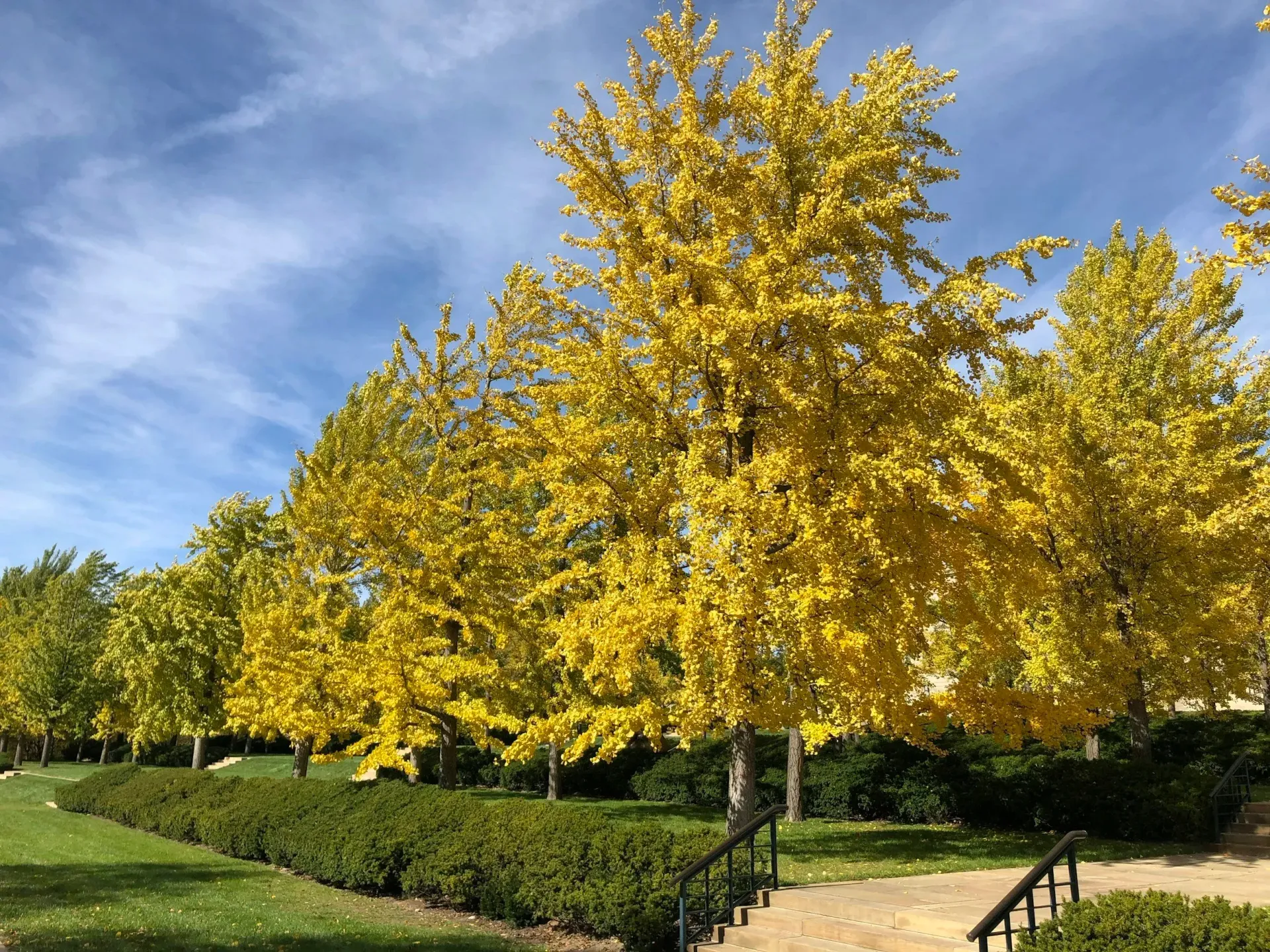 Yellow fall foliage trees against a blue sky, framing a stone path and manicured shrubs.