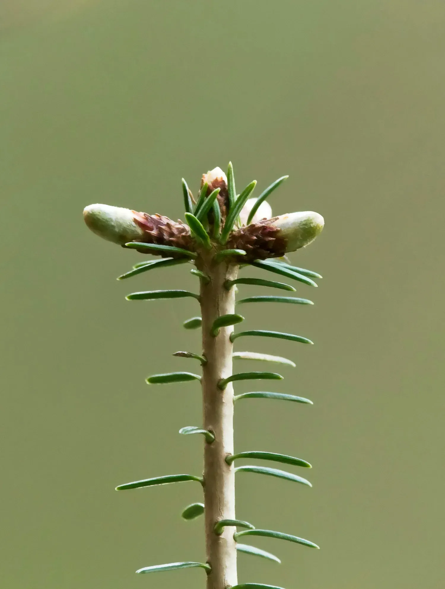 Close-up of a young evergreen tree branch with new buds and green needles against a soft green background.