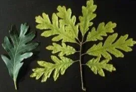 Two leaves: one green, one yellow with an intricate, serrated edge.