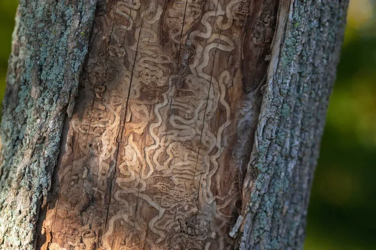 Intricate, meandering patterns carved into the exposed wood of a tree trunk.