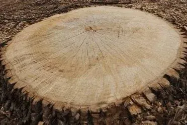 Close-up of a tree stump, light brown with growth rings visible, surrounded by rough bark.
