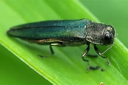 Emerald ash borer beetle on a green leaf; metallic green and black body.