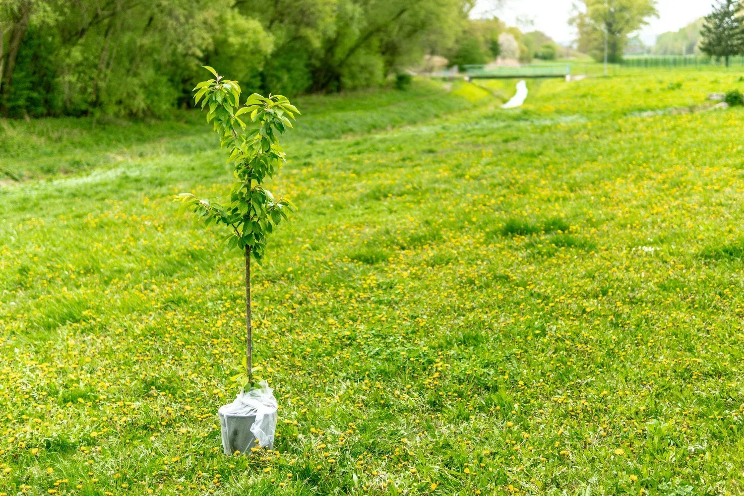 Young tree planted in a grassy field with a small stream in the background.