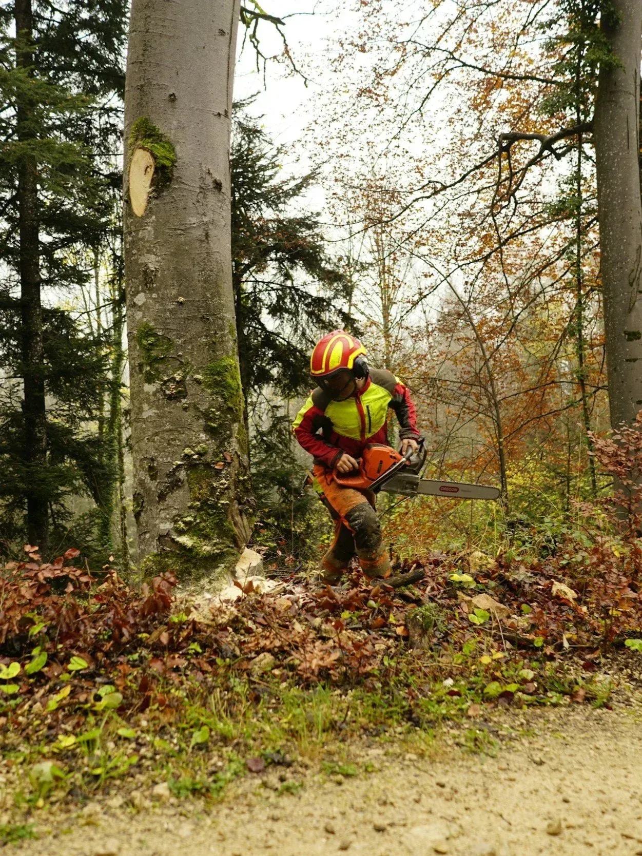 Lumberjack in safety gear using a chainsaw to fell a tree in a forest setting.