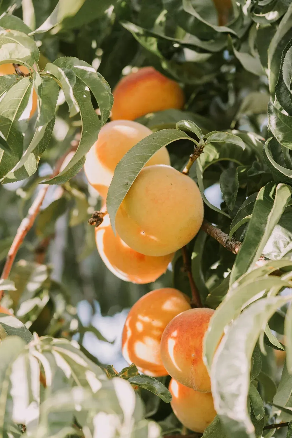 Peaches ripening on a tree branch, with green leaves, soft orange and yellow hues.