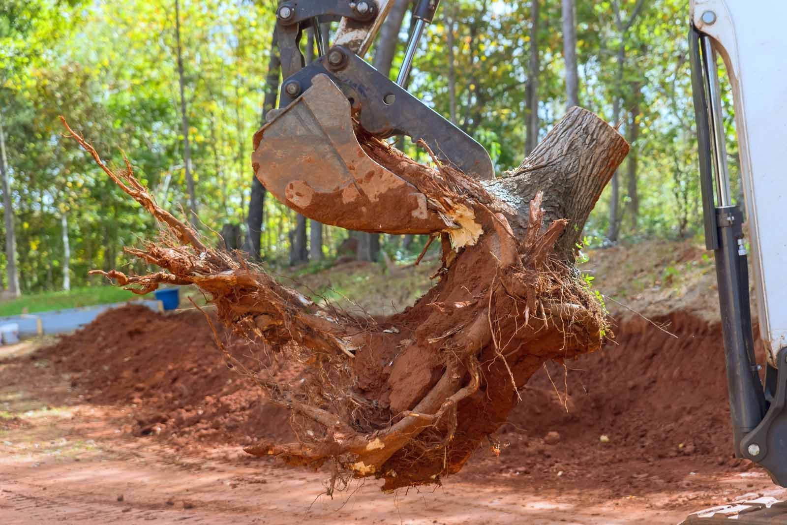 A large tree stump is being removed by a bulldozer.