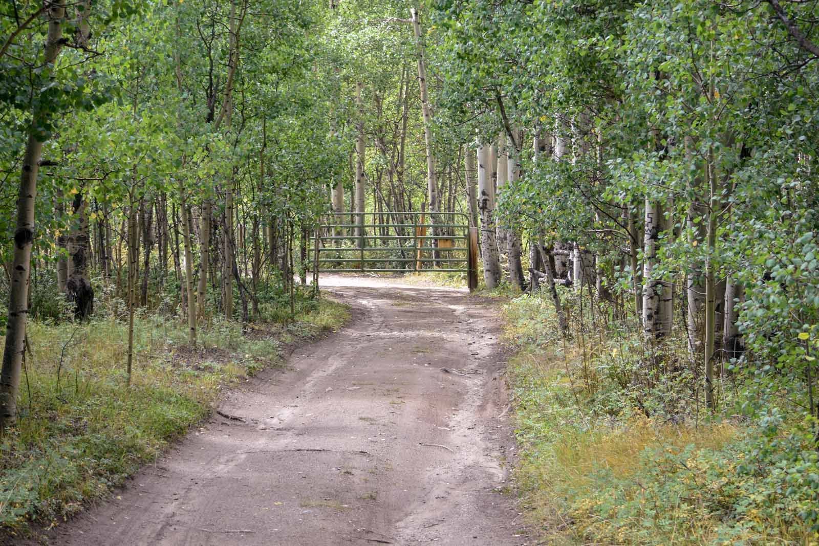 A dirt road going through a forest with trees on both sides.