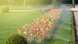 Sprinklers watering a colorful flower bed along a green lawn in sunlight