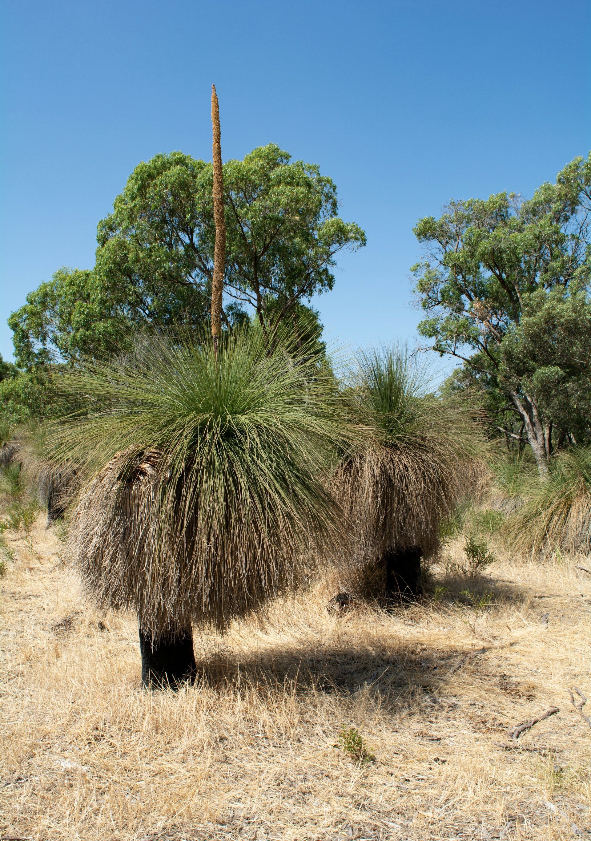Two grass trees with tall flower spikes in a dry, grassy field under a blue sky.
