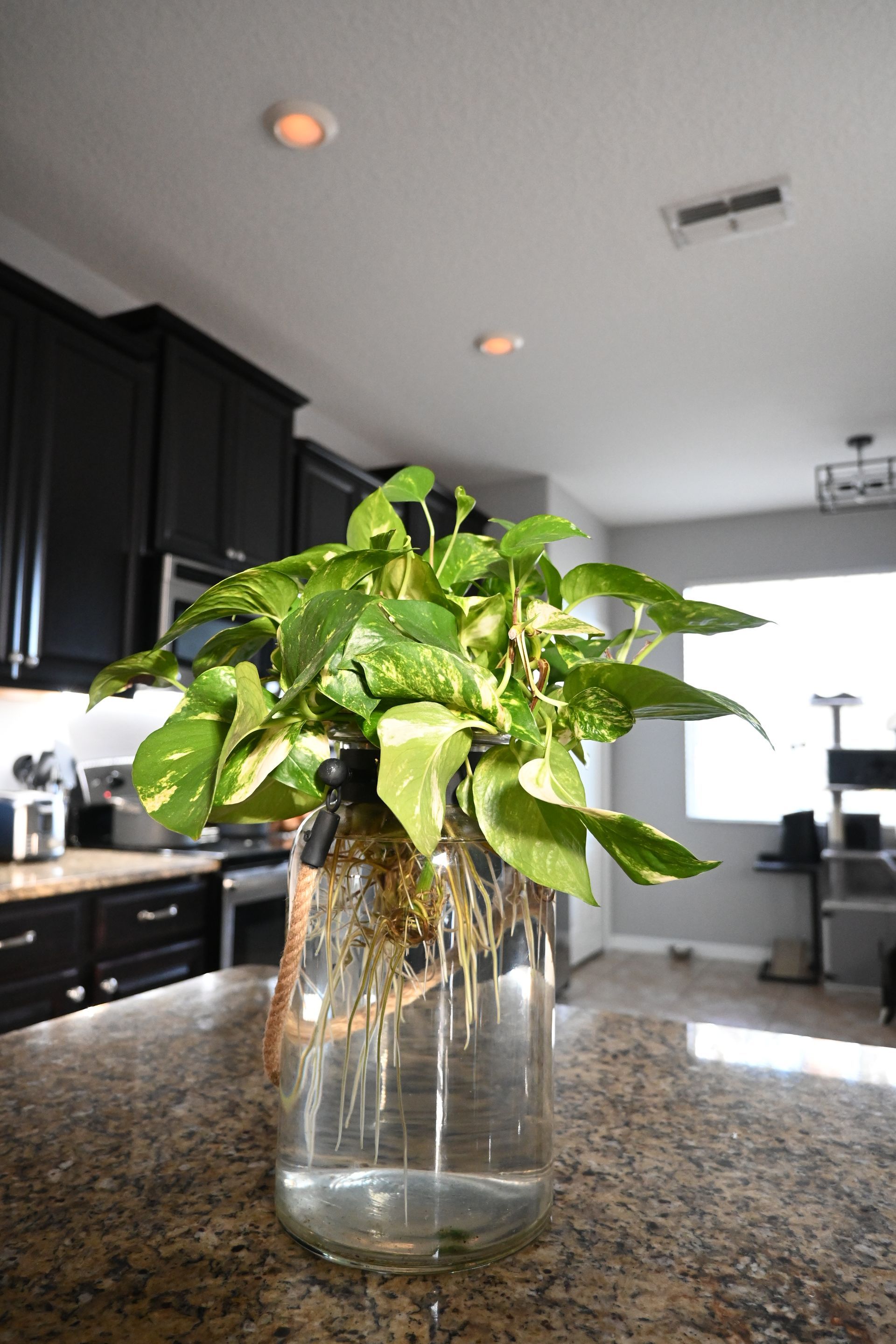 Picture of plant in vase taken by Nikon Z30