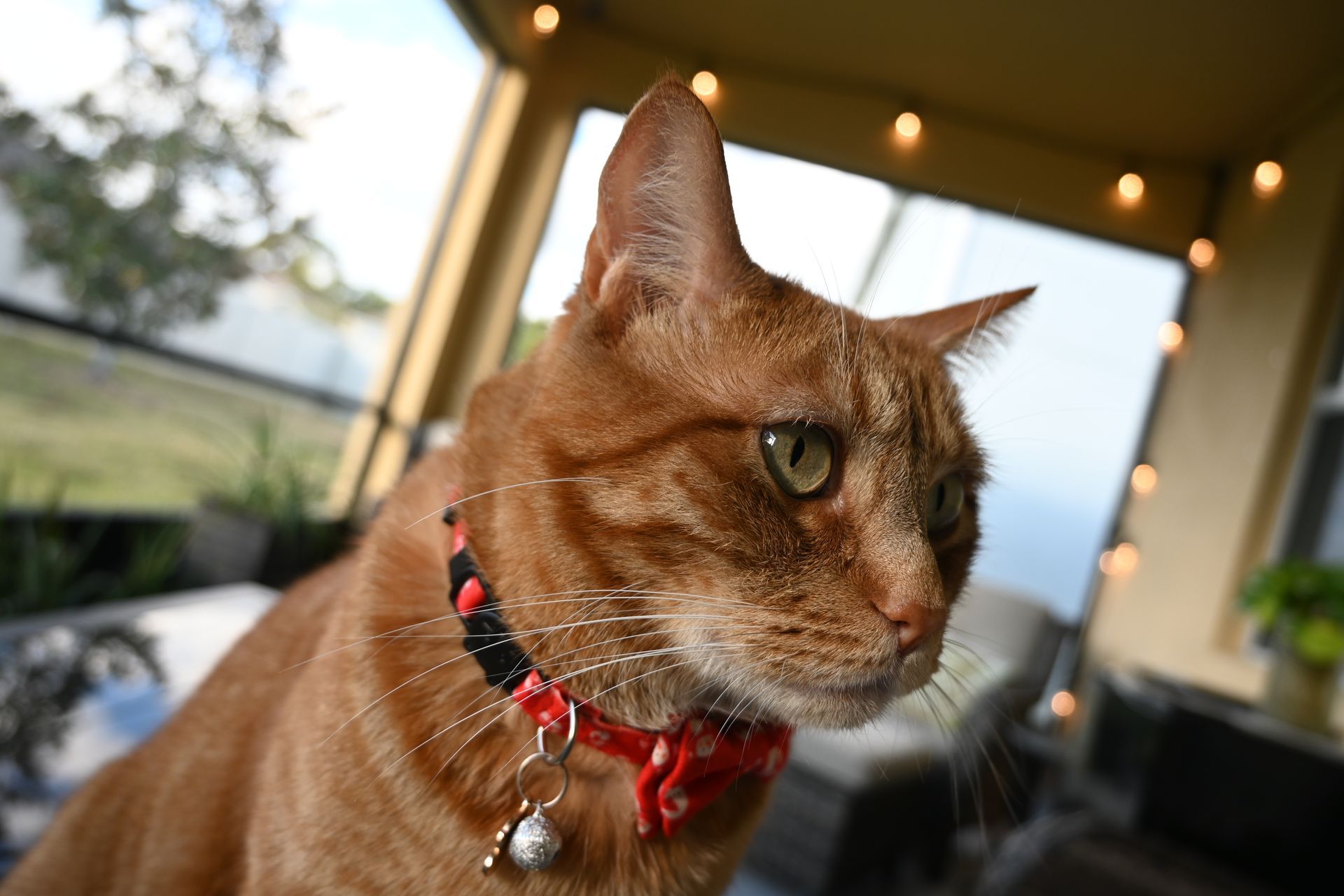 Picture of focused orange cat take by Nikon Z30