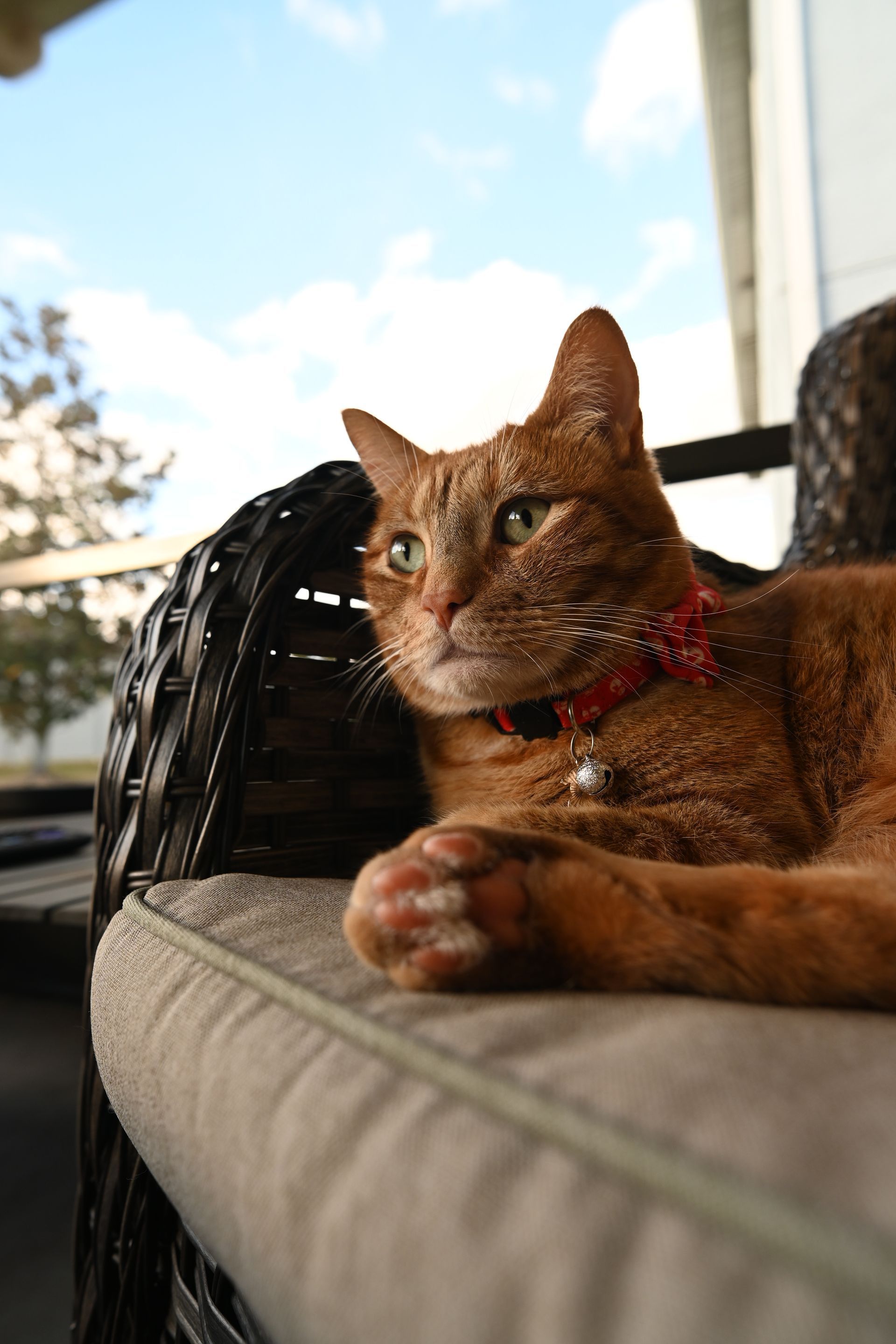 Picture of orange cat sitting in chair taken by Nikon Z30