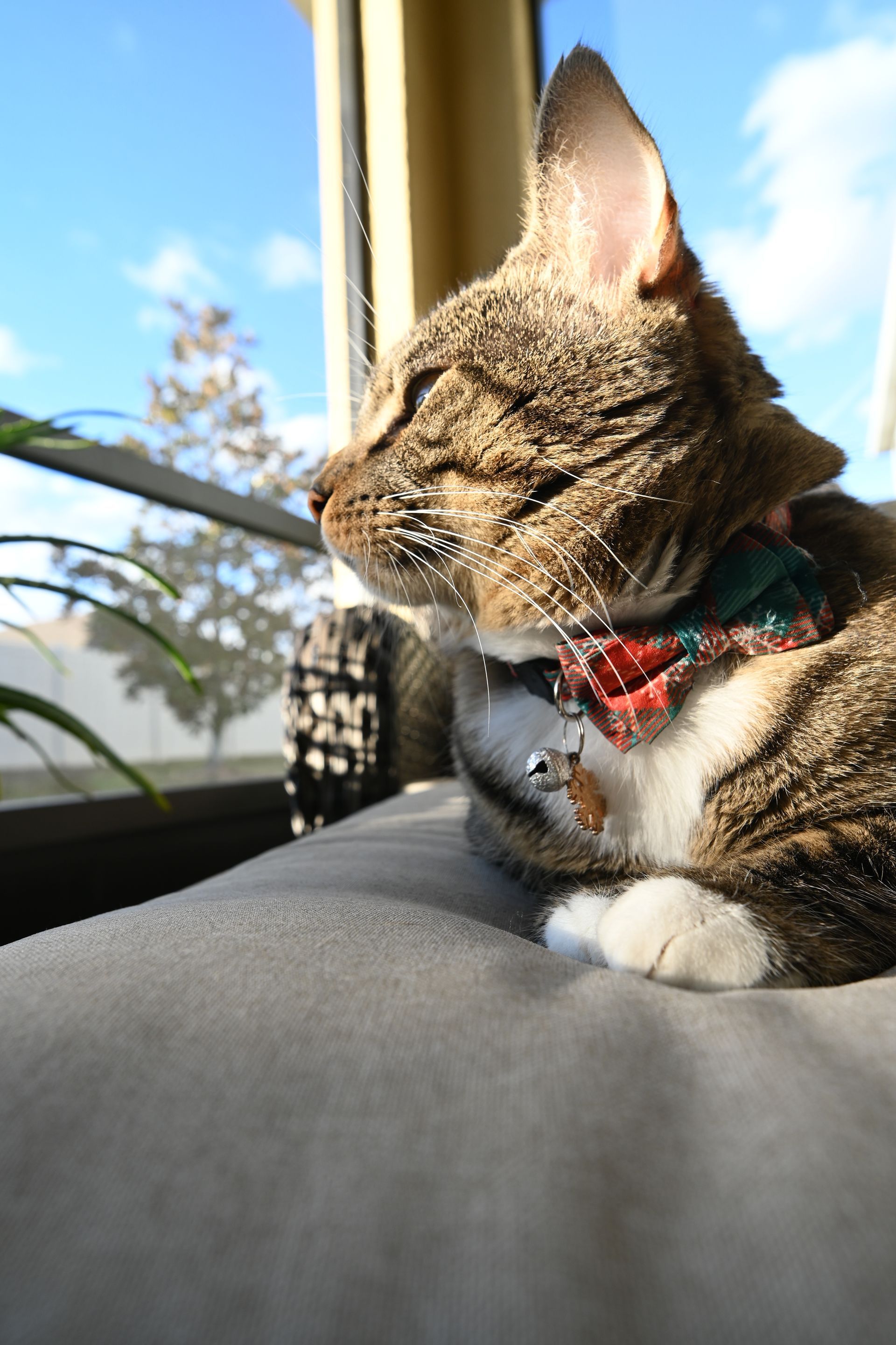 Picture of brown cat sitting taken by Nikon Z30