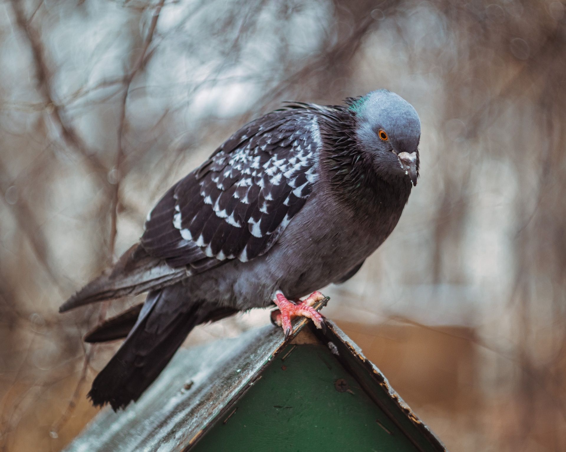 Photo of a bird sitting on top of a bird house taken with the Canon M50