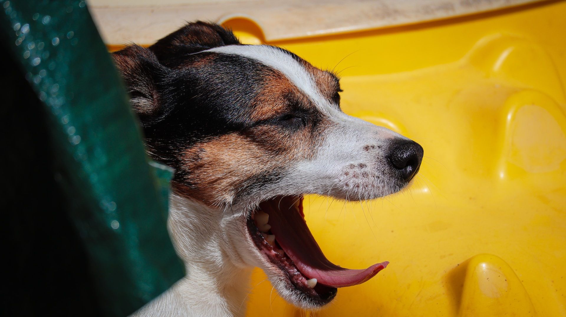 Photo of a dog yawning taken with the Canon M50