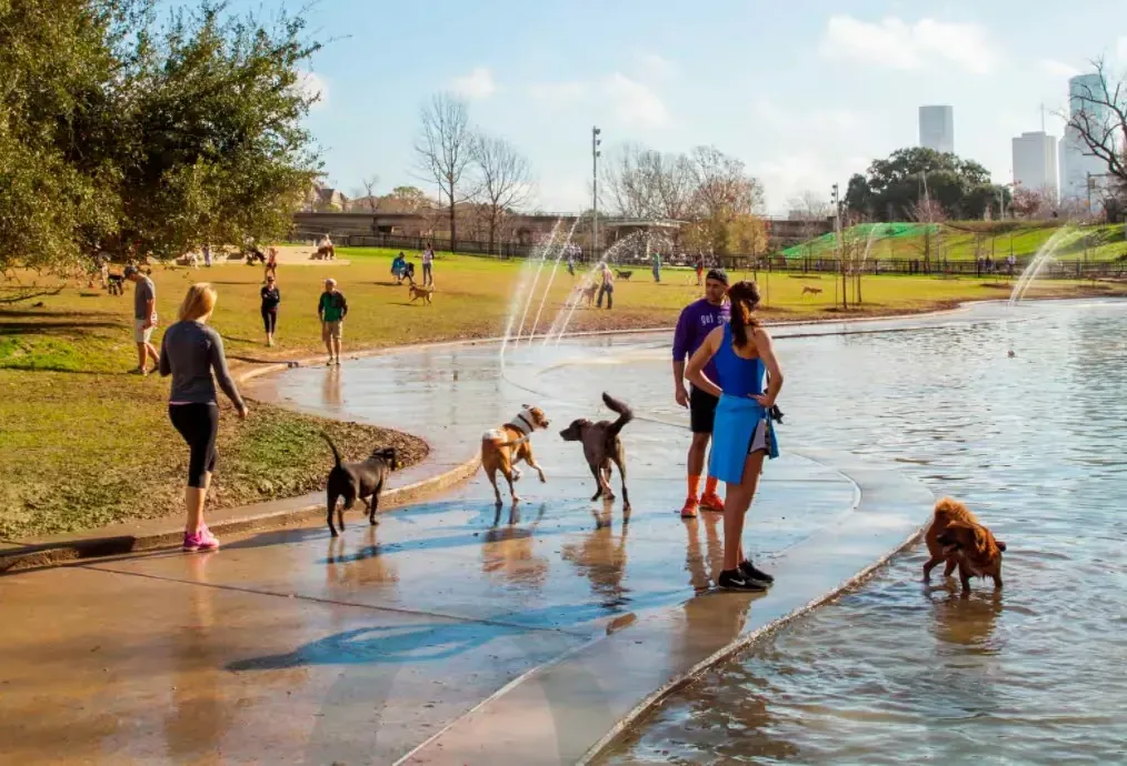 People and dogs enjoying a sunny day at a park with a pond and fountains.