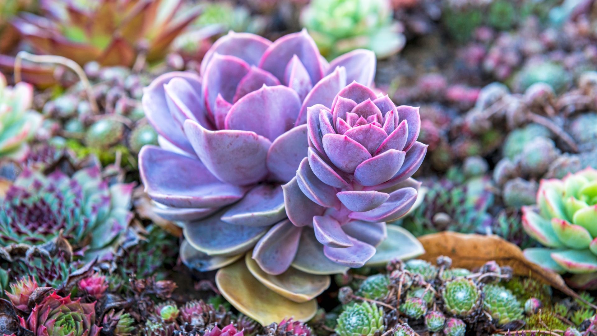 Arrangement of various succulents in terra cotta pots and a white bowl; shades of green, purple, and red.