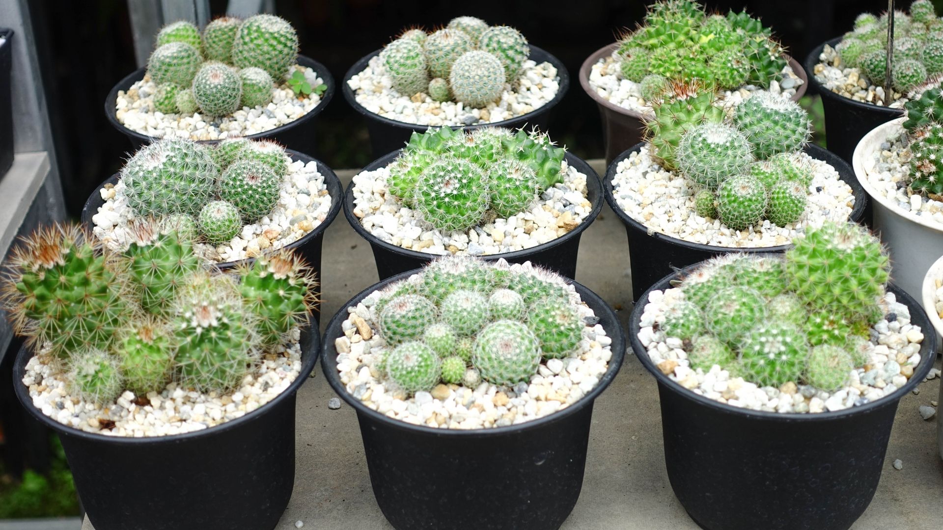 Sunlit room with various potted houseplants on tables, near a window and armchair.