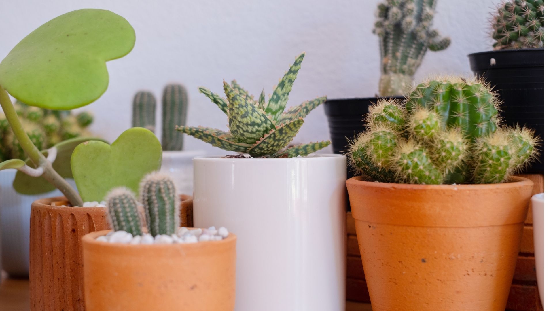 Variety of potted green plants in front of a window, some on stands.