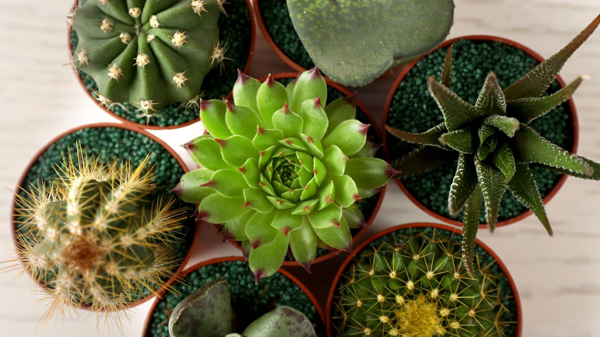 Living room with plants on a table, a couch, and sunlight streaming through windows.